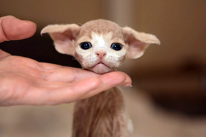 Great Elf - питомник кошек девон рекс