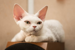 Производитель питомника Great Elf - кошечка девон рекс  Great Elf Whisky