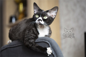 Производитель питомника Great Elf - котик девон рекс  Great Elf Felix