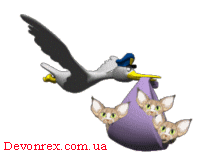 Котёнок девон рекс